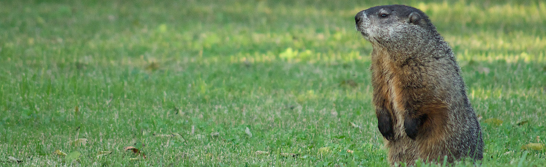 about groundhog landscaping in clarence center ny