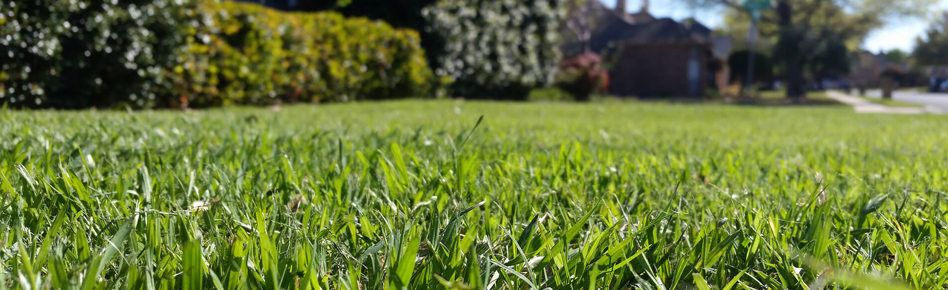 lorem ipsum dolor sit